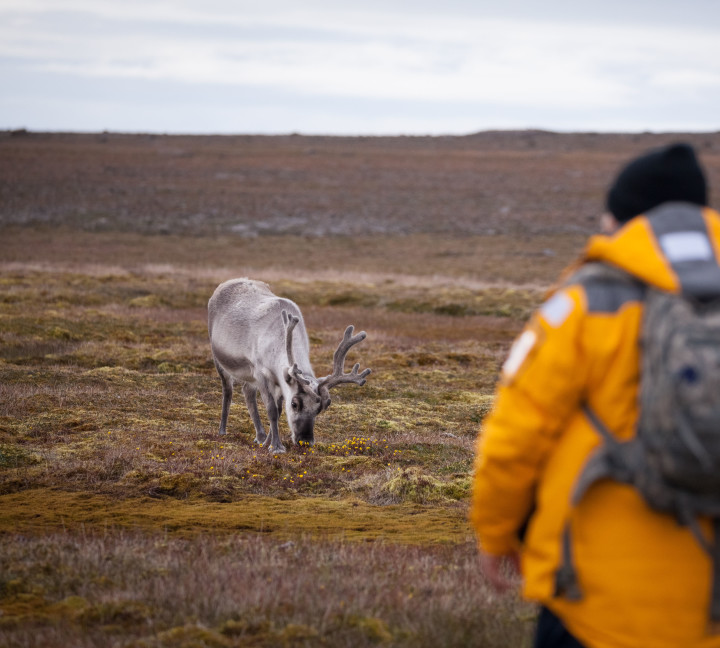 Spitsbergen Highlights: Wildlife Capital of the Arctic