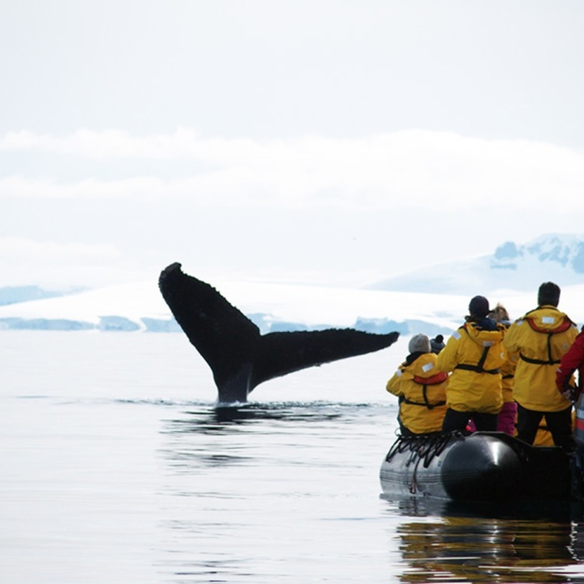Passengers in a zodiac view a whale in Antarctica