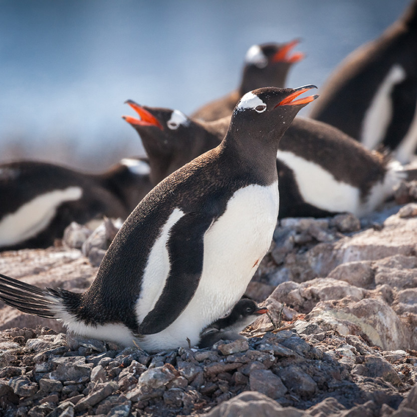 Gentoo penguins nesting with a few newborn chicks at Neko Harbour, Antarctica