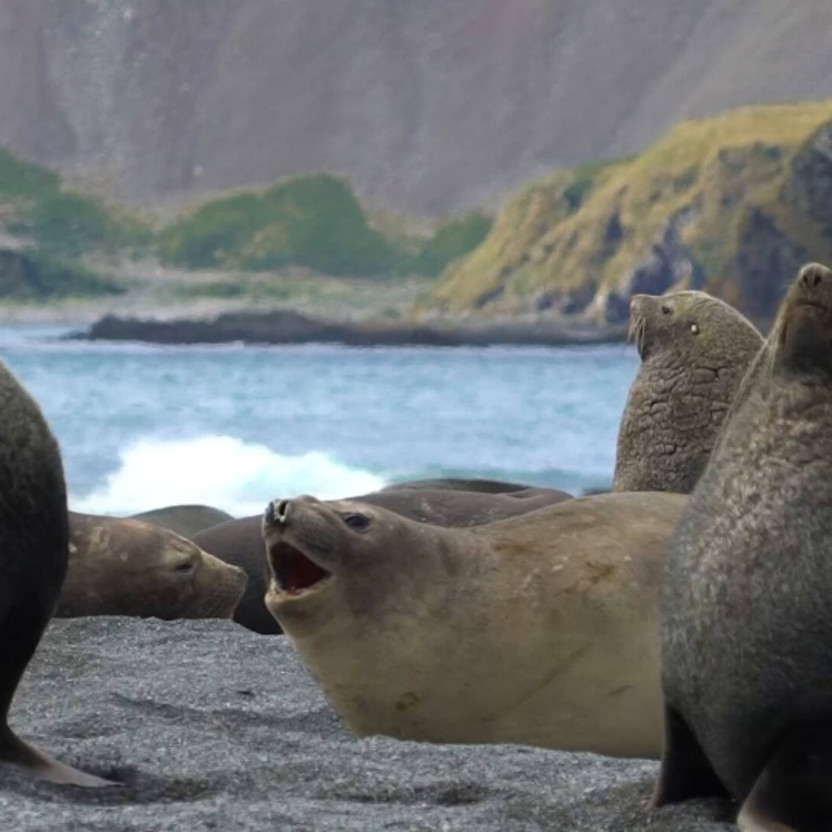 South Georgia and Antarctic Peninsula: Penguin Safari