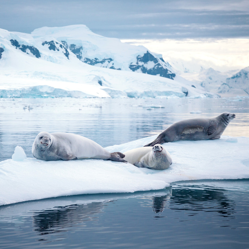 Crabeater seals in antarctica