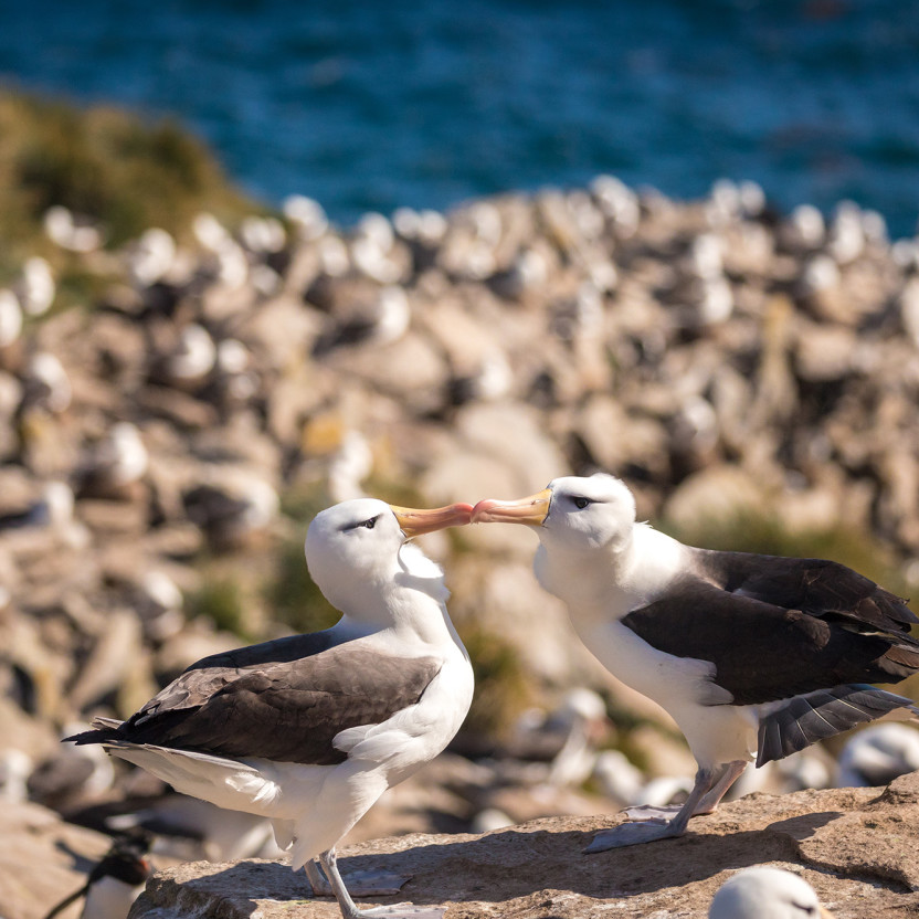 Penguins of the Far South: Falklands, South Georgia and Antarctica
