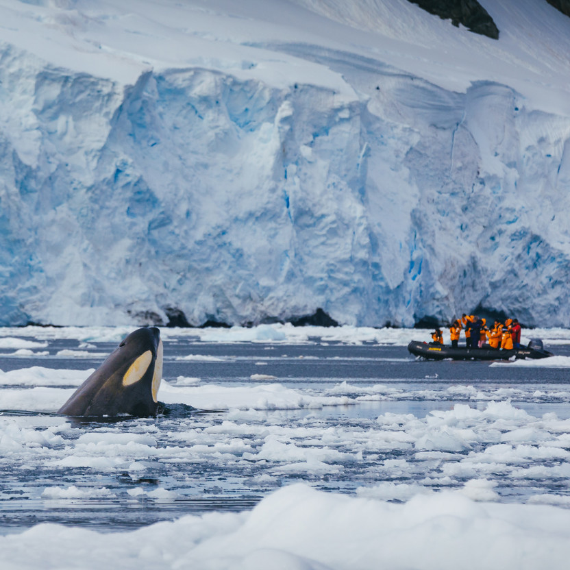 Antarctic Marine Mammals: The World of Whales and Seals