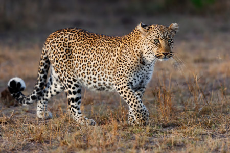 Leopard in Masai Mara Kenya