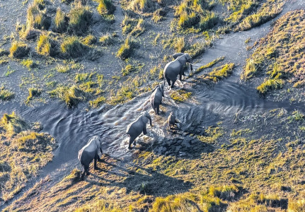 Aus der Vogelperspektive ist eine Elefantenherde zu sehen, die durch das überschwemmte Okavango Delta in Botswana zieht.