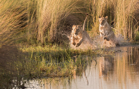 Serengeti Kati Kati Tented Camp