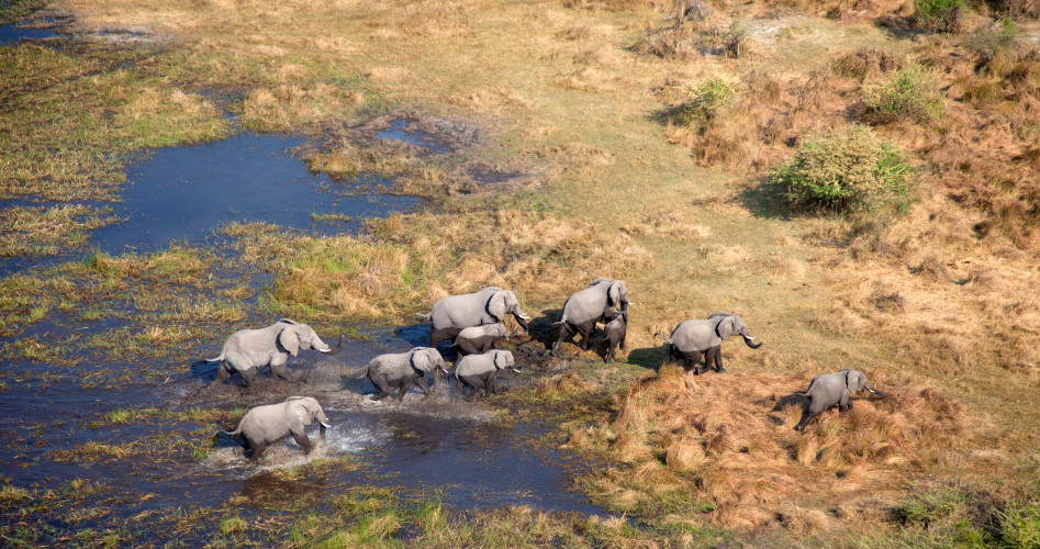 Aerial view of African Elephants Loxodonta africana, Okavango Delta, Botswana, Africa - Botswana safari tour