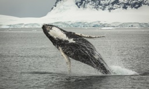 Antarctica Tour