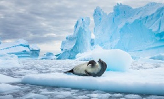 Antarctica Tour
