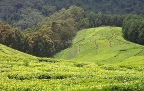 Rwanda Tour
