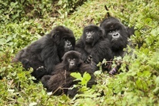 Rwanda Tour