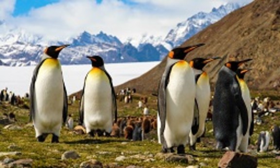 Antarctica Tour