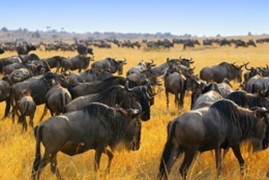 Botswana Tour