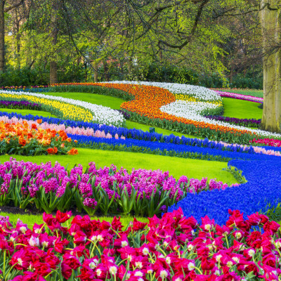 Colorful spring flowers in a park. Location is Keukenhof Gardens, near Lisse, Netherlands