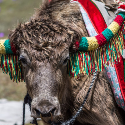 Himalaya