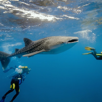 Best Things To Do in Maldives