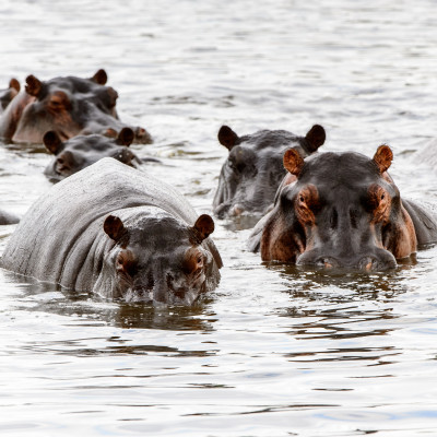 Best Things To Do in Botswana