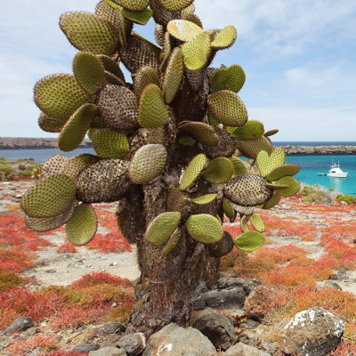 galapagos safari camp