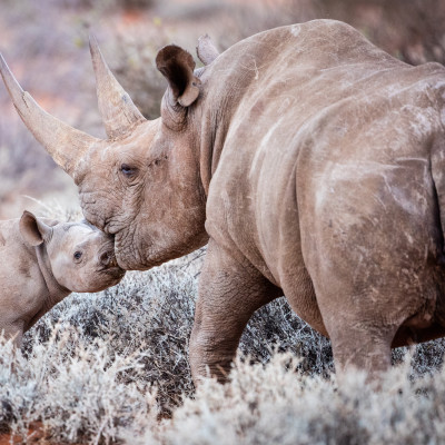 Animal Welfare with Enchanting Travels