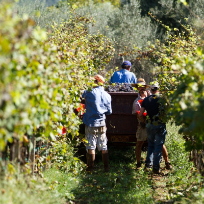 Cuisine in Chile - Chile Vineyard Wine tour with Enchanting Travels