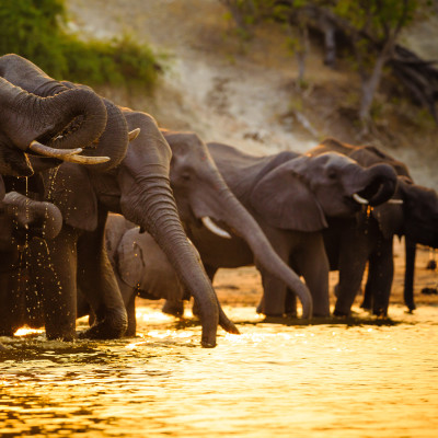 Elephants drink water in Chobe National Park - Botswana - Africa