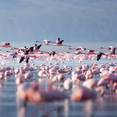 Flying flamingo in lake nakuru, Kenya, Africa