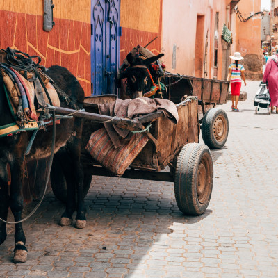 A donkey carrying a cart in Marrakech