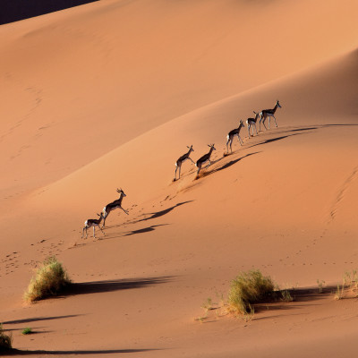 Springboks running in Namib-Naukluft National Park, Namib desert, Namibia, Africa