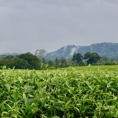 Rainforest Nyungwe, Tea Plantation,Rwanda, Africa, Landscape