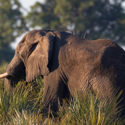 African elephant walking forward, South Africa