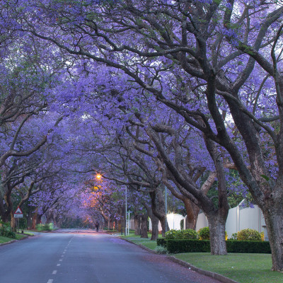 The Jacaranda lined avenues of Houghton, Johannesburg, South Africa