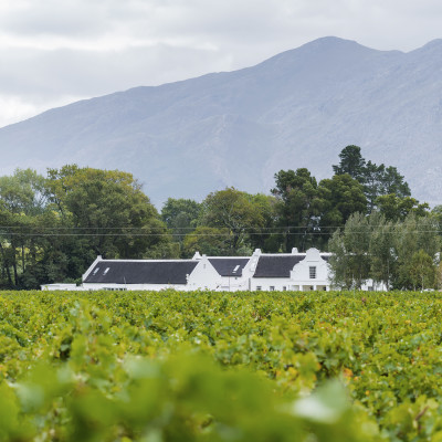 Grape wineyard in Paarl South Africa