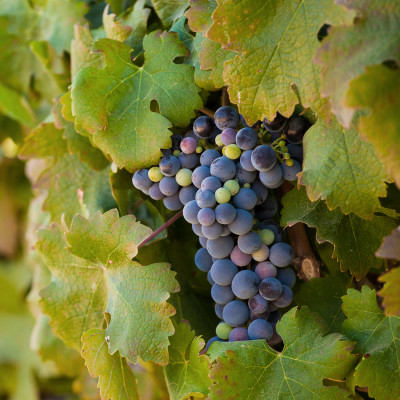 Grapes hanging in the vine just before harvest time in the wine lands of south africa