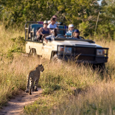 cheetah on a game reserve walk towards the tourists in the game viewing vehicle