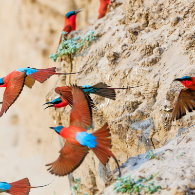 Northern Carmine Bee-eater in South Luangwa NP - Zambia, Africa