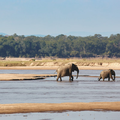 Beautiful view on elephants crossing Luangwa river, South Luangwa, Zambia, Africa