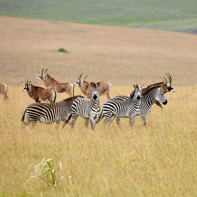 Roan Antilope and zebra at Nyika plateau, Malawi, Africa