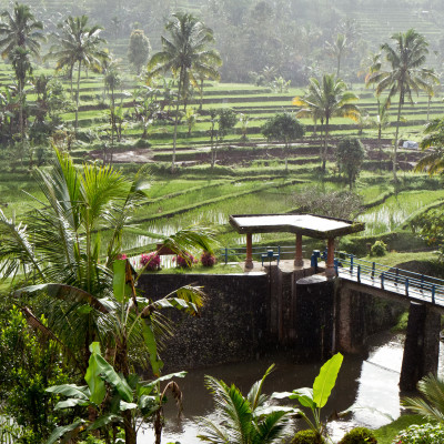typical terrace rice fields of Bali, Indonesia, Asia
