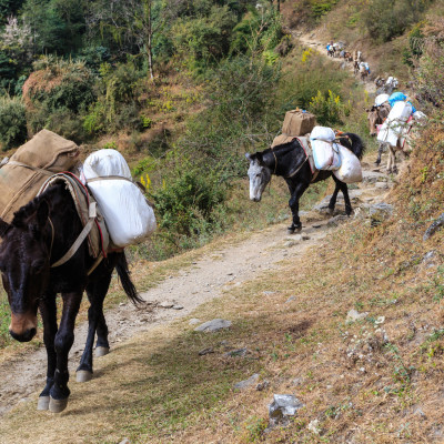 Long caravan of laden mules follows the Himalayan path. Nepal, Himalaya, Asia
