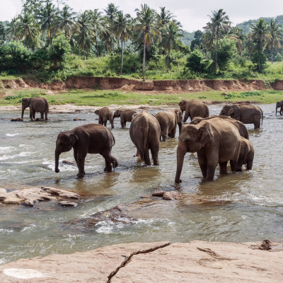 elephants in pinnawela sri lanka, Asia