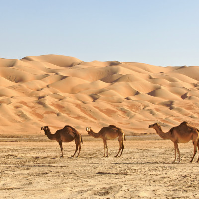 Camels in the Rub al Khali or Empty Quarter. Straddling Oman, Saudi Arabia, the UAE and Yemen