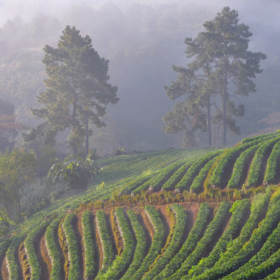 Planting on slopes Strawberry growers Controller,Northern of Thailand