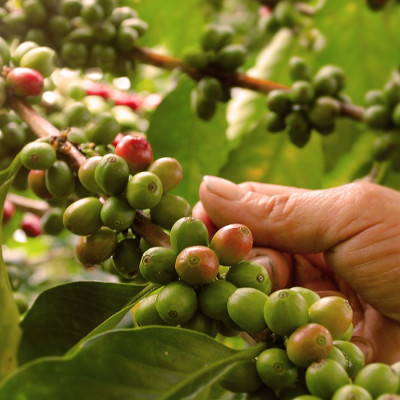 Cuisine in Colombia - Enchanting travels Colombia tour Coffee plantation