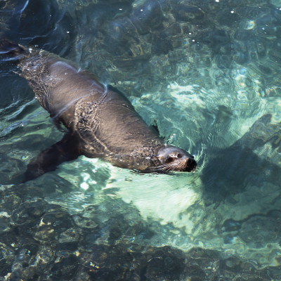 Sea lion swimming in the crystal clear green waters near the coast of the island of San Cristobal, Galapagos Islands, Ecuador, South America