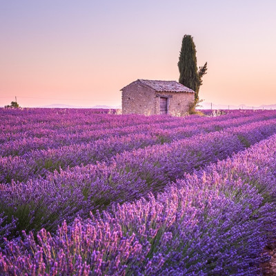 Valensole lavender fields, Provence, France, Europe