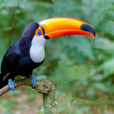 Enchanting Travels Colorful toucan