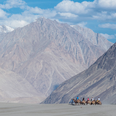 Caravan travellers riding camels, Nubra Valley, Northern India