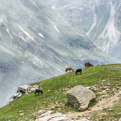 A herd of horses grazing, Rohtang Pass, Leh - Manali Highway - Tibet, Himalayas, Himachal Pradesh, Northern India