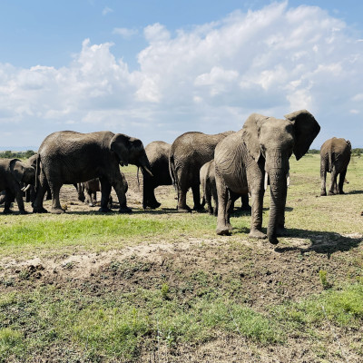 Uganda Tours