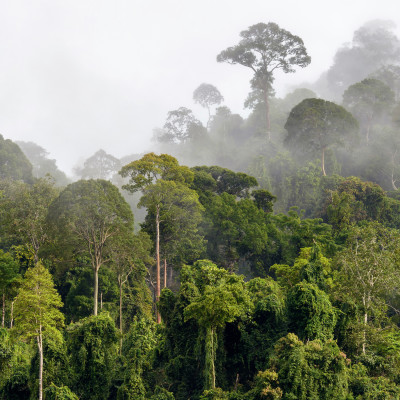 Treetops of Dense Tropical Rainforest With Morning Fog Located Near The Malaysia-Kalimantan Border